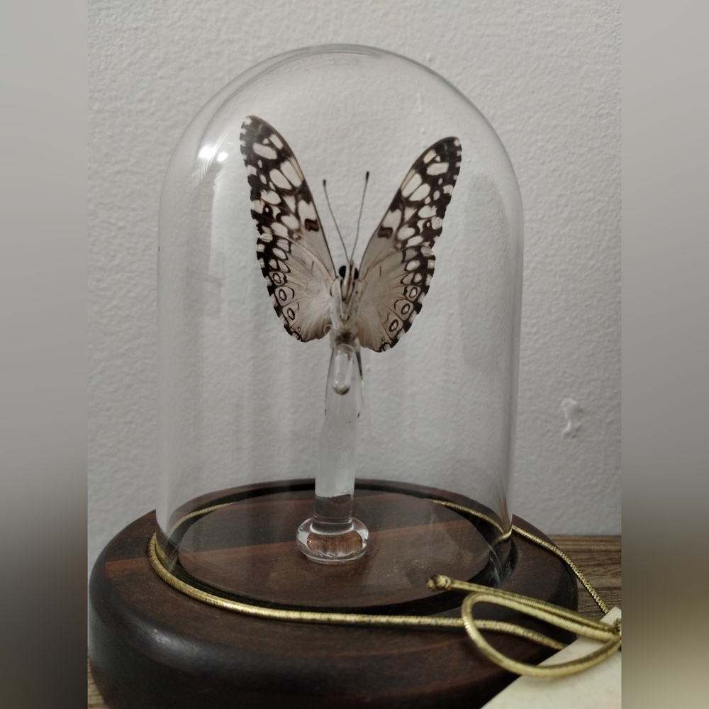 Rain Forest Glass Dome Butterfly
